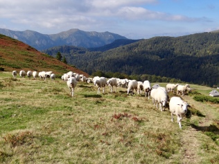 Les troupeaux de moutons du parc Biogradska Gora
